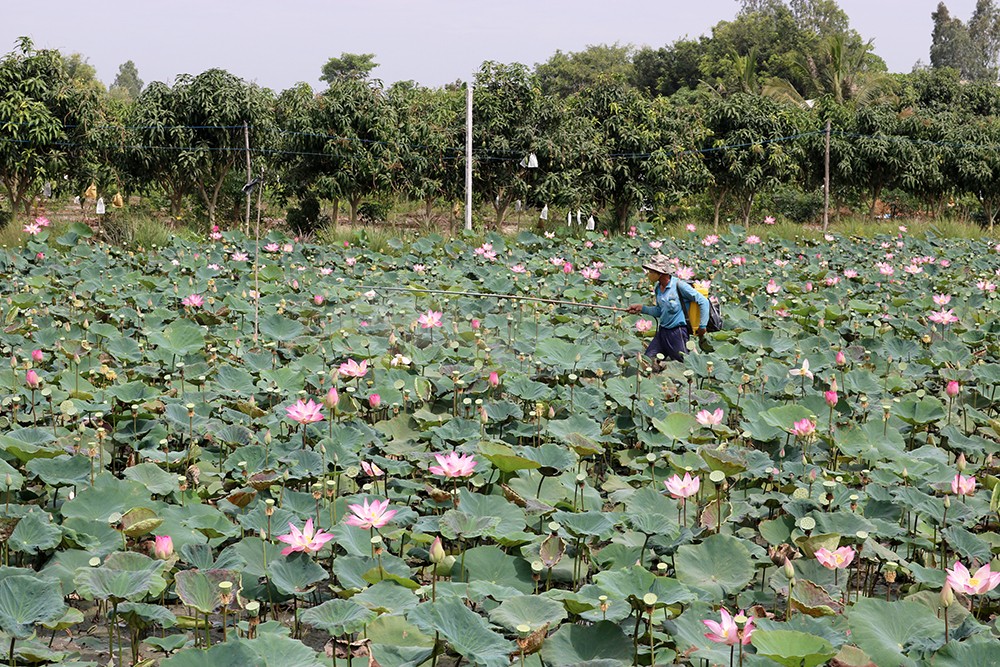 

Trong những năm đầu bởi chưa có kinh nghiệm nên cây sen phát triển rất chậm. Hơn thế là vùng trũng có nhiều sâu bọ, chuột phá hại nên đã gần như không có thu nhập
