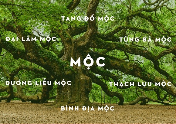 
Ưu điểm trong tính cách của người mang mệnh Mộc chính là luôn tràn đầy năng lượng, vui tươi, biết gắn kết những người xung quanh, kiên cường và chủ động.
