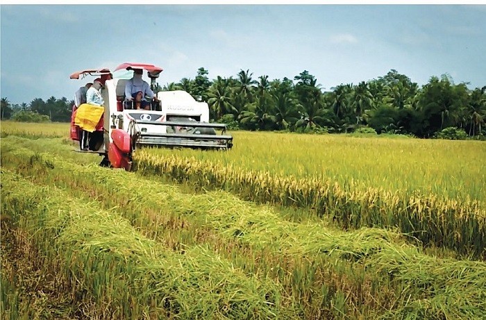 Gạo Việt “chiếm sóng” trên thị trường quốc tế, đang dần thế chỗ gạo Thái - ảnh 3