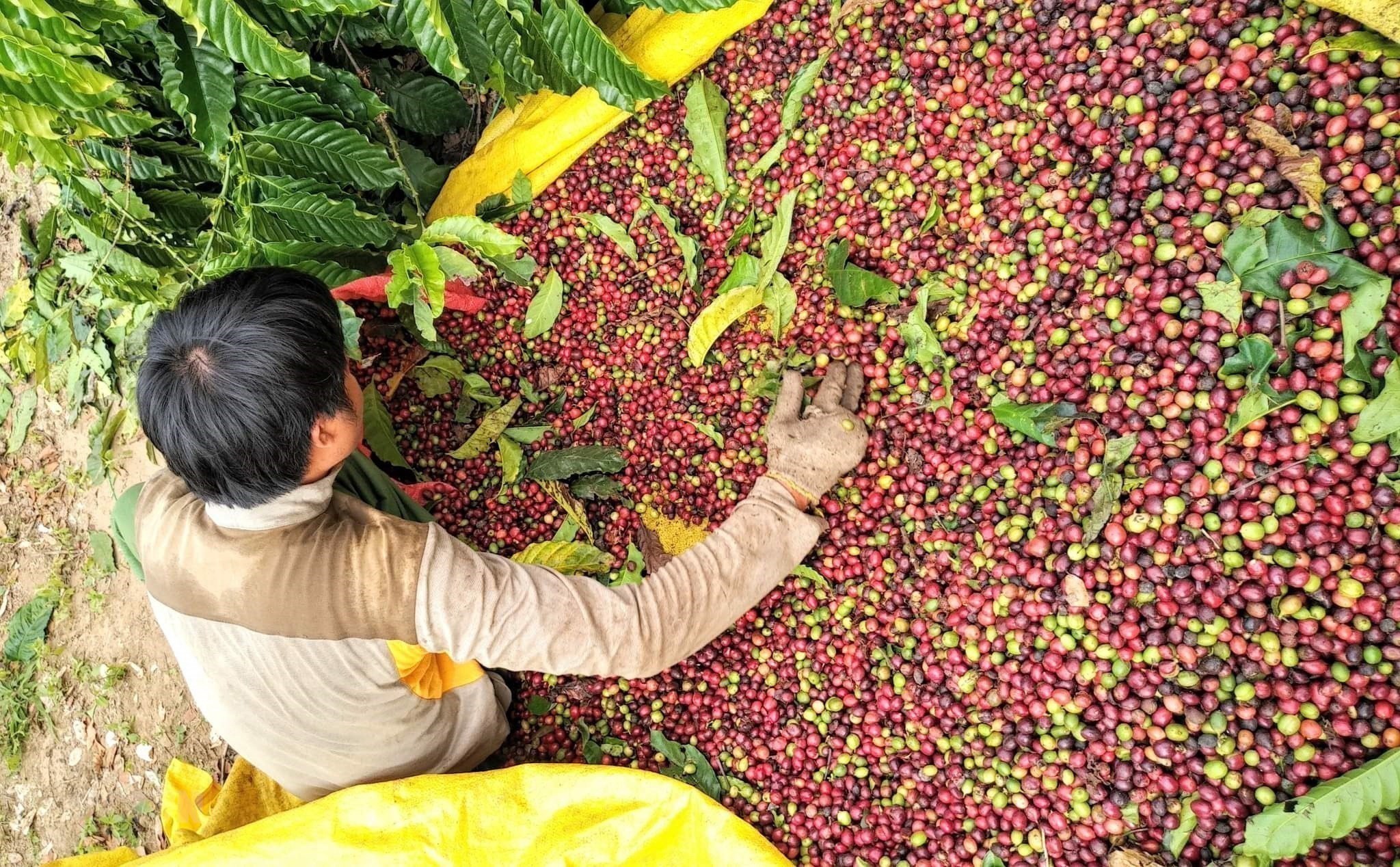 

Chỉ tính riêng trong 8 tháng năm 2022, xuất khẩu cà phê của Việt Nam sang thị trường Anh đạt mức 34,67% nghìn tấn, trị giá là 70,68 triệu USD
