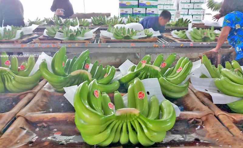 

Bên cạnh thị trường Trung Quốc thì Việt Nam cũng đang tiến hành xuất khẩu chuối sang thị trường Singapore, Malaysia. Nguồn ảnh: ngocdinhfood
