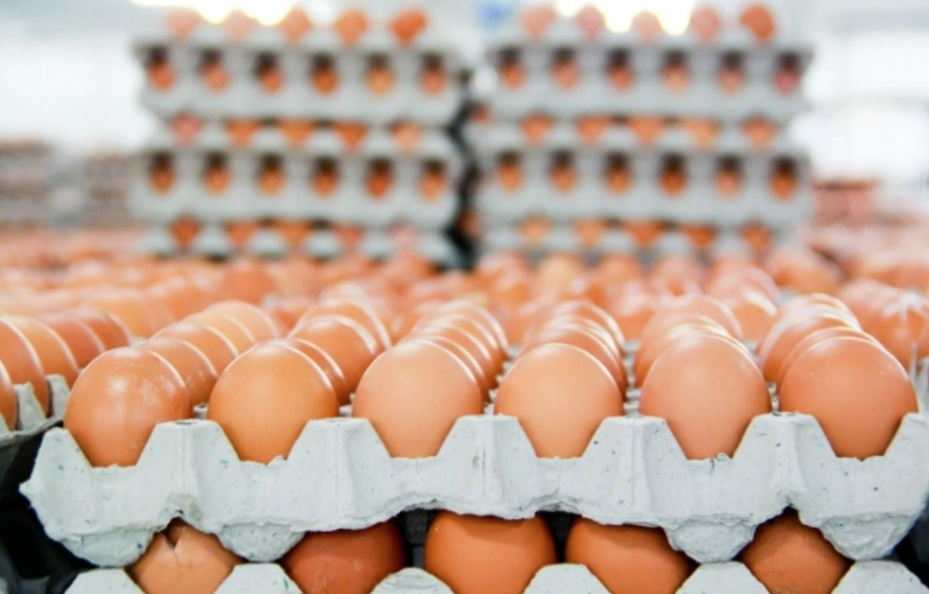 
Đối với mảng gia cầm, sản phẩm trứng gà của Hòa Phát mang nhãn hiệu HPE đã được kiểm nghiệm về dinh dưỡng, đồng thời được cấp giấy chứng nhận VietGap HP, ISO 9001:2015, HACCP đảm bảo tiêu chuẩn an toàn thực phẩm

