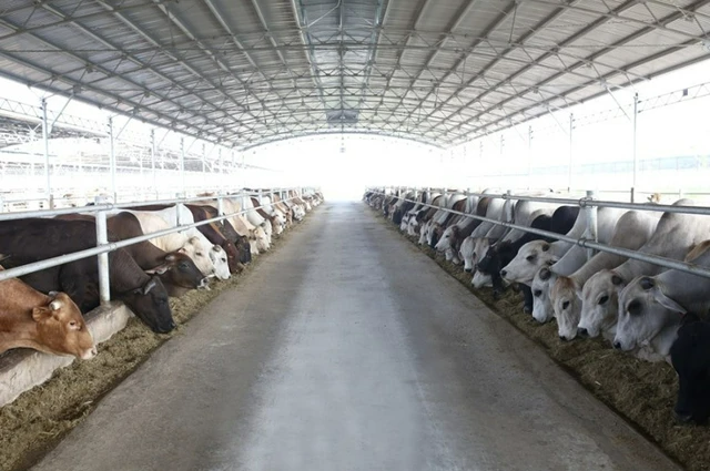 
Thời điểm hiện tại, Hòa Phát đang vận hành trại chăn nuôi bò thịt công nghệ cao tại nhiều tỉnh như Thái Bình, Đồng Nai và Quảng Bình

