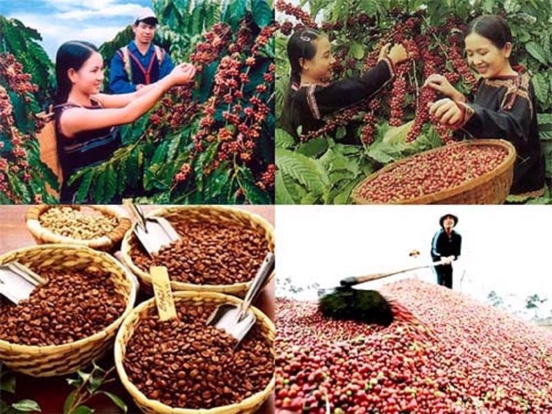 
Tính chung trong tháng 10 năm 2022, Việt Nam đã tiến hành xuất khẩu 1,42 triệu tấn cà phê, so với cùng kỳ năm ngoái tăng 10.8%
