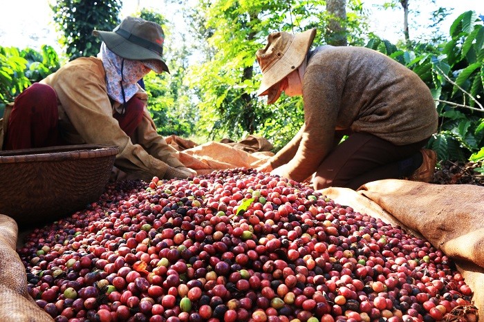 

Việt Nam đã kết thúc niên vụ cà phê năm 2021 - 2022 với khối lượng xuất khẩu đạt mức cao nhất trong thời gian 4 năm vừa qua và giá trị kim ngạch cao nhất từ trước đến nay
