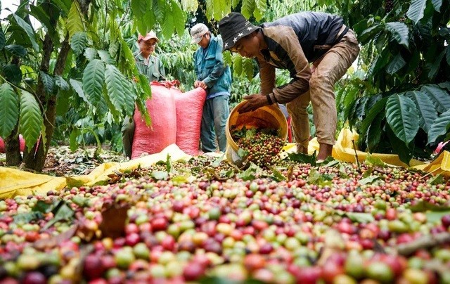 

VICOFA cho biết, niên vụ cà phê năm 2022 - 2023 cũng đã bước vào mùa thu hoạch - nghĩa là bắt đầu một năm kinh doanh mới giữa những biến động phức tạp ở trên thị trường
