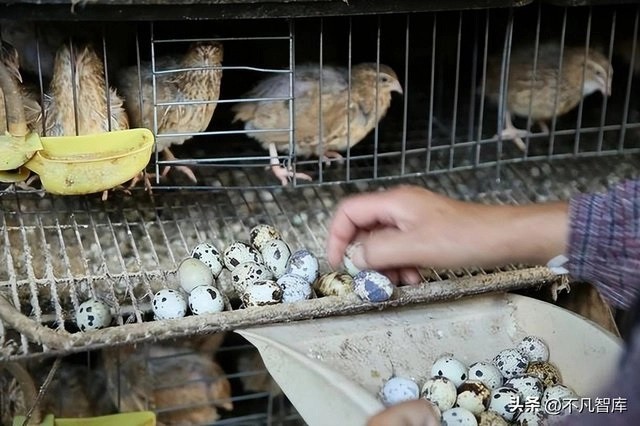 

Sau đó 4 năm thì 4 anh em nhà họ Lưu lại nghe chim cút là loài chim đẻ trứng vàng, không những cho tỷ lệ đẻ trứng cao mà còn giá cả cũng nhỉnh hơn so với các loại trứng khác
