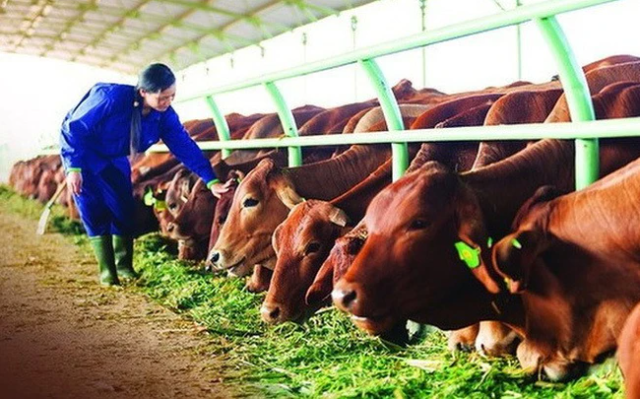 
Trong những năm tháng khủng hoảng tài chính vì chi phí đội lên mức cao ngất ngưởng, bò đã trở thành “cứu cánh” của Hoàng Anh Gia Lai
