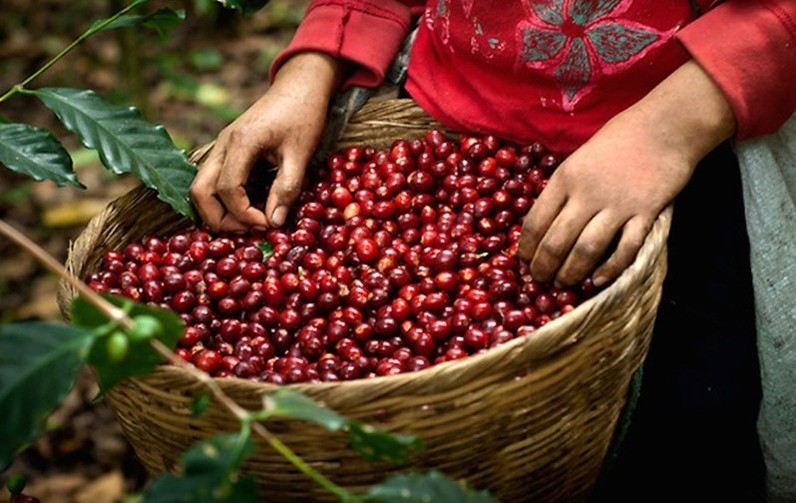
Cà phê là một trong những dấu ấn đậm nét trong bức tranh xuất khẩu nông, lâm, thủy sản của Việt Nam

