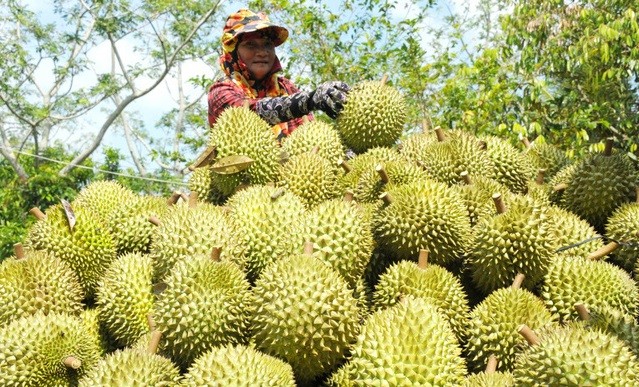 

Và từ thành công xây dựng thương hiệu Chánh Thu, chị Ngô Tường Vy ước mơ cũng đã lớn dần đó là muốn góp phần xây dựng thương hiệu chuỗi trái cây made in Vietnam
