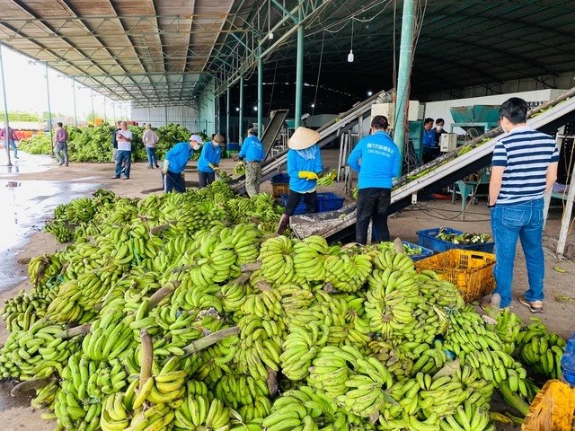 
Trong tháng 11 vừa qua, sản lượng cây ăn trái của công ty ghi nhận là 26.661 tấn chuối, trong đó thì chuối dùng làm thức ăn chăn nuôi vào mức là 14.881 tấn
