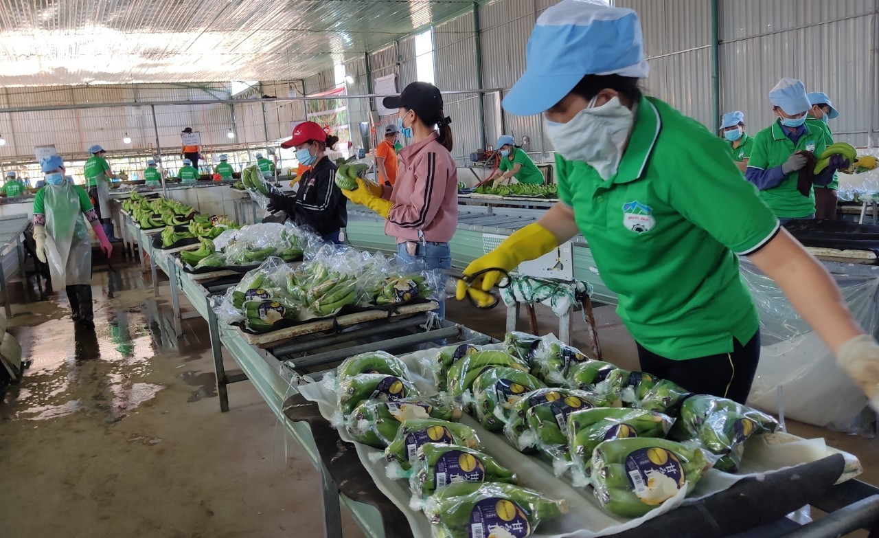Dự báo xuất khẩu rau quả 2023 sẽ tăng mạnh