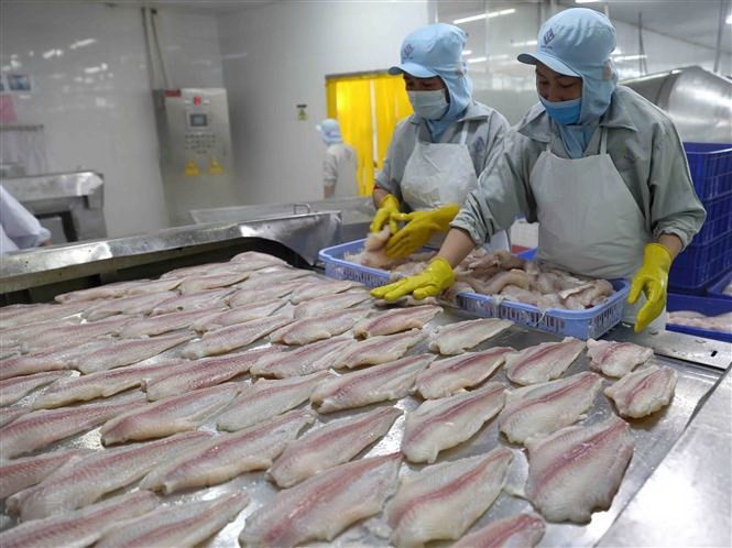 Dù kinh tế trên thế giới vẫn còn nhiều biến động thì lạm phát vẫn còn diễn biến mạnh mẽ, tuy nhiên những dư địa tăng trưởng cũng đã mở ra tia hy vọng tiếp tục phát triển trong khó khăn của ngành cá tra