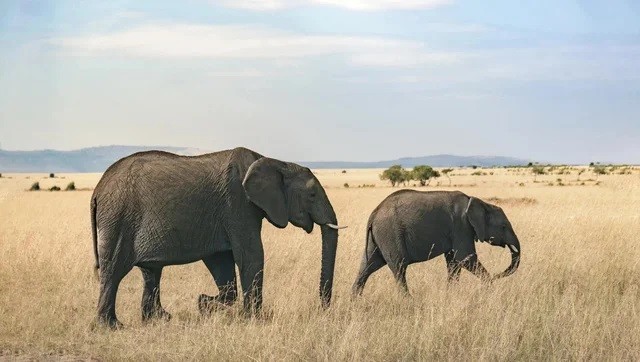 
Doanh nhân Phùng Luân rất thích voi và ông từng đến châu Phi nhiều lần để xem các cuộc di cư của động vật, so sánh hiệu suất của sư tử và voi rồi sau đó đã đúc rút ra được "triết lý voi”
