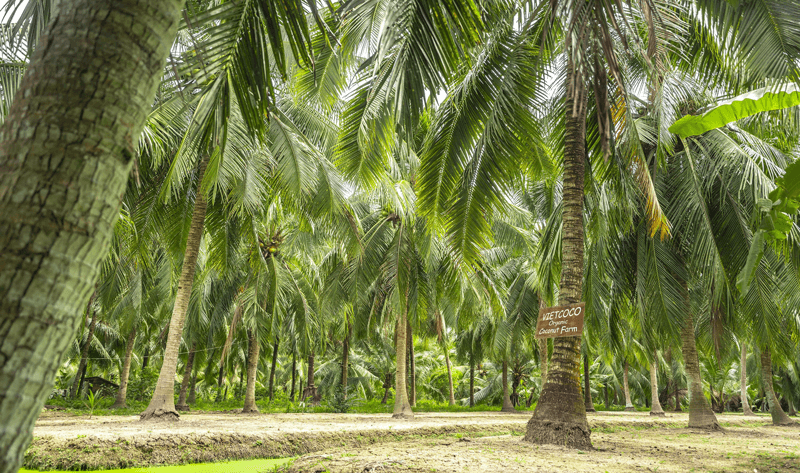 
Từ 400 ha diện tích ban đầu và sản lượng 6 triệu trái mỗi năm, vùng nguyên liệu dừa hữu cơ hiện tại của Dừa Lương Quới đã tăng lên 6100ha cùng sản lượng cung cấp lên đến 40 triệu trái mỗi năm
