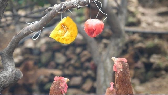 
Ge Jinshan còn treo các loại thức ăn mà chúng yêu thích vào các cành cây để cho một số con nhút nhát cũng được huấn luyện một cách toàn diện hơn
