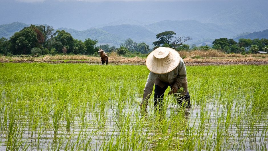 Ngành gạo Thái Lan đứng trước tương lai bất định vì làn sóng các giống lúa từ Việt Nam đổ xô đến xứ chùa Vàng không biết từ khi nào - ảnh 3