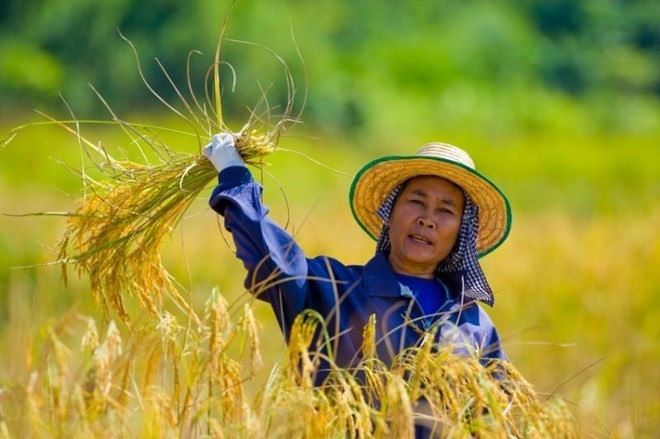 
Nông dân xứ sở chùa Vàng vẫn đang âm thầm chuyển sang canh tác các giống lúa của Việt Nam vì dễ làm hơn
