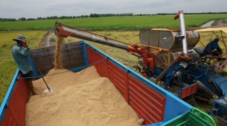 Dự báo ngành gạo sẽ bội thu, kỳ vọng phá vỡ kỷ lục của 10 năm - ảnh 3