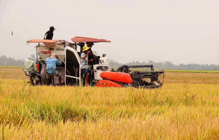 Dự báo ngành gạo sẽ bội thu, kỳ vọng phá vỡ kỷ lục của 10 năm - ảnh 2