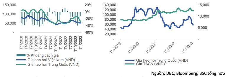 
Những ngày đầu năm 2022, dù Trung Quốc đã mở cửa lại nền kinh tế nhưng giá heo hơi tại quốc gia này vẫn ở mức thấp nhất kể từ quý 2/2022
