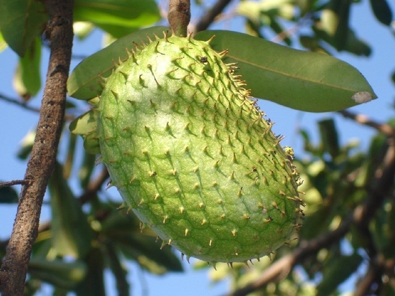 Cây mãng cầu Thái hay còn được mọi người gọi là mãng cầu xiêm đã trở thành một trong những giống cây trồng được nhiều người nông dân lựa chọn canh tác . Ảnh minh hoạ