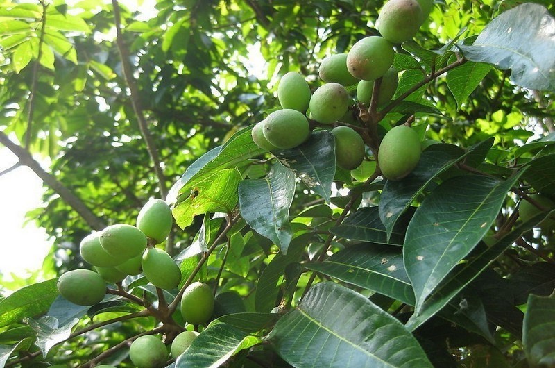 Trong vài năm trở lại đây, cây cà na đã trở thành một giống cây trồng được người nông dân tìm kiếm mua để sản xuất mứt hoặc cà na ngâm đường. Ảnh minh hoạ