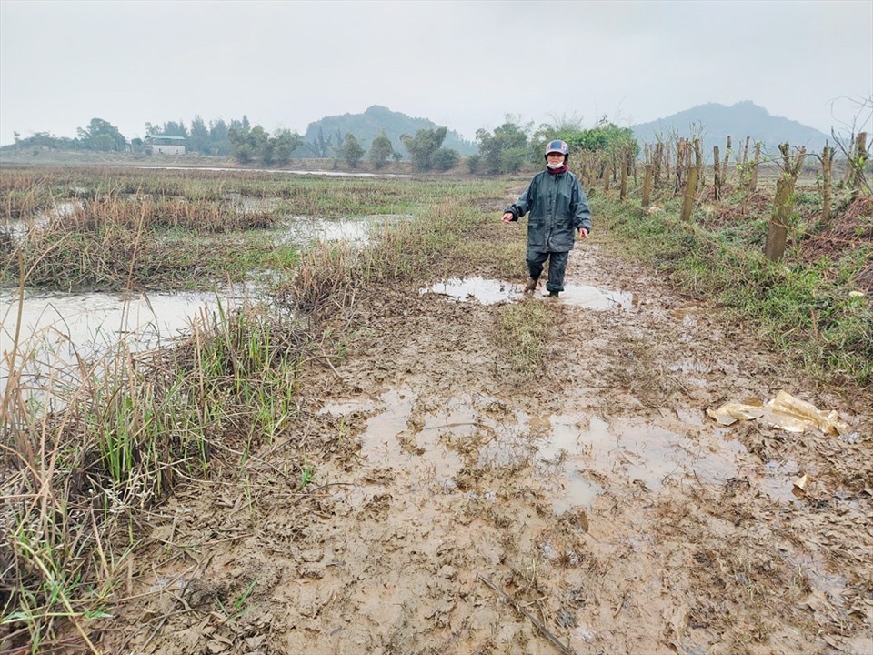 
Nhiều người nắm bắt cơ hội, chủ động khai hoang đất ruộng liền kề nghĩa trang, lấp đất, đổ bê tông, xây hàng rào và bán lại cho ai có nhu cầu.
