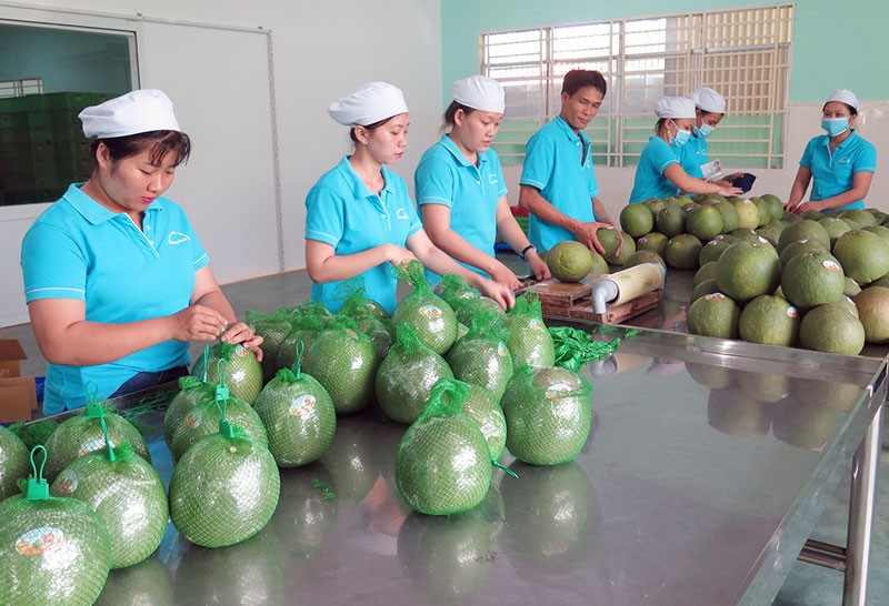 
Nhớ lại năm ngoái, doanh nhân Ngô Tường Vy và Công ty cổ phần Tập đoàn Xuất nhập khẩu trái cây Chánh Thu đã gặt hái được nhiều thành tựu
