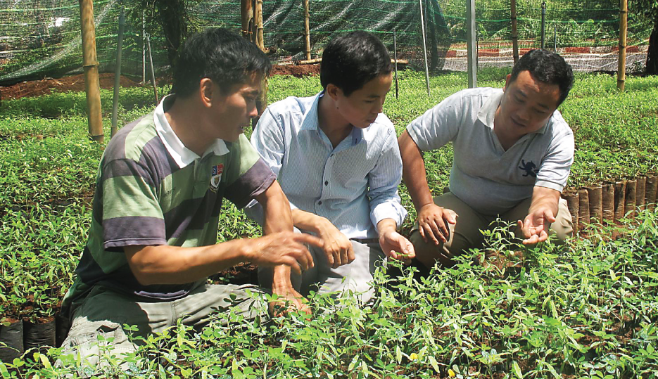 
Có thể thấy, đàn hương có giá trị kinh tế cao nhưng doanh nhân Vũ Văn Thoại không tập trung phát triển ở các trang trại đàn hương mà gần như lấn sân sang trồng mắc ca, bơ, cam
