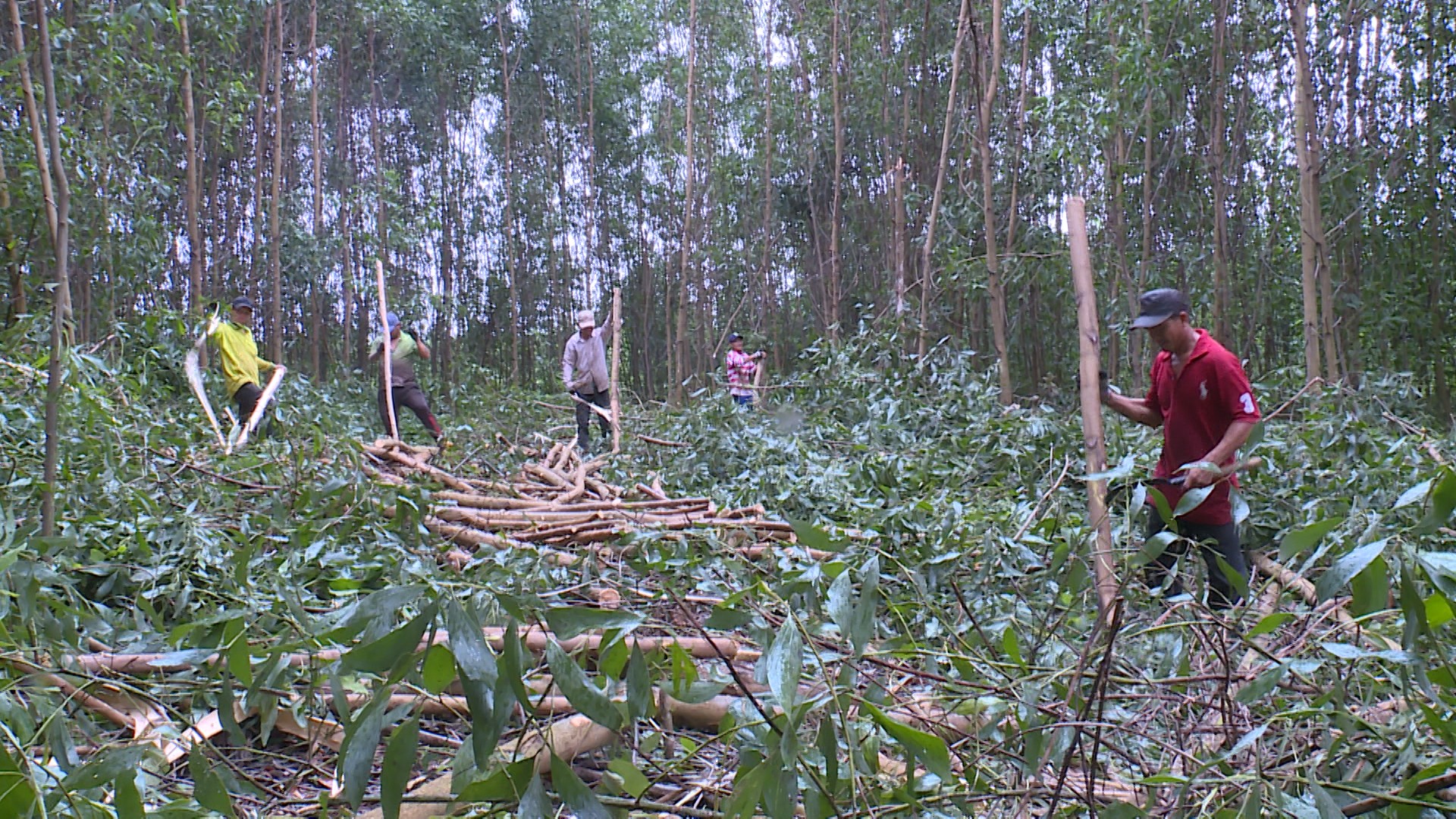 Người dân thoát nghèo nhờ đất rừng sản xuất (ảnh minh họa)