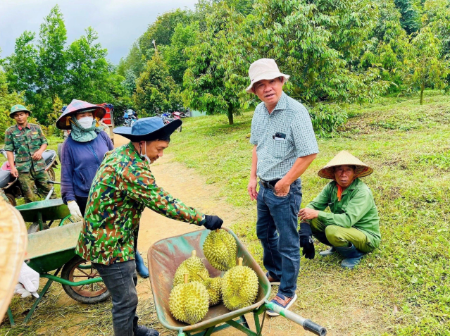 
rong bối cảnh mặt hàng sầu riêng đang nóng, mùa thu hoạch đầu tiên của công ty dự kiến sẽ đóng góp 38 tỷ đồng, bởi số lượng thu hoạch tại Gia Lai rơi vào khoảng 500 tấn. Ảnh minh họa
