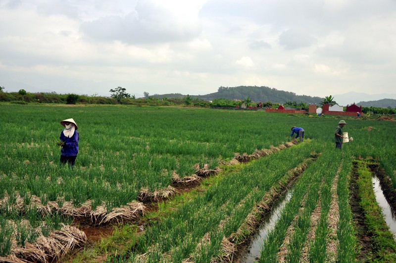 
Đất nông nghiệp có thể thế chấp để vay vốn ngân hàng
