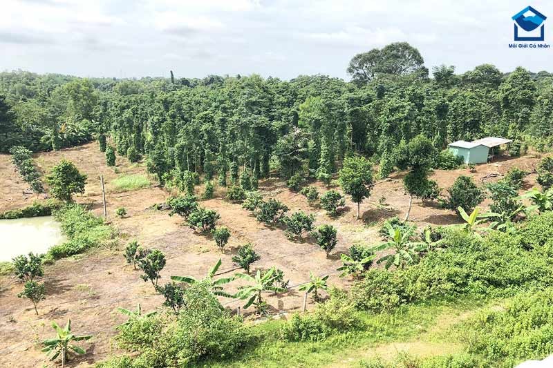 Đất rừng sản xuất có thể làm trang trại nếu chính quyền cho phép