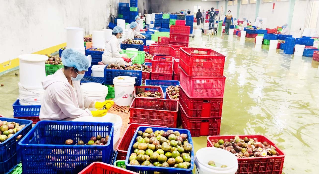 
Thị phần rau quả của Việt Nam tại châu Âu vẫn còn khiếm tốn
