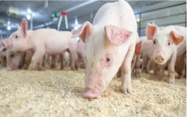 
Ngành chăn nuôi lợn tại Trung Quốc lao đao... vì Covid
