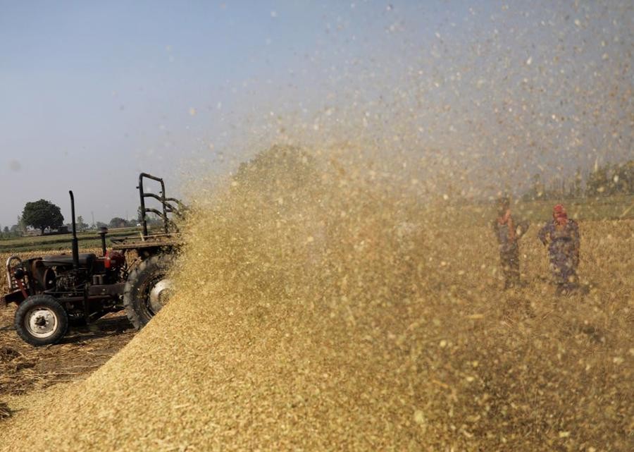 Canh tác lúa gạo tại bang Haryana, Ấn Độ
