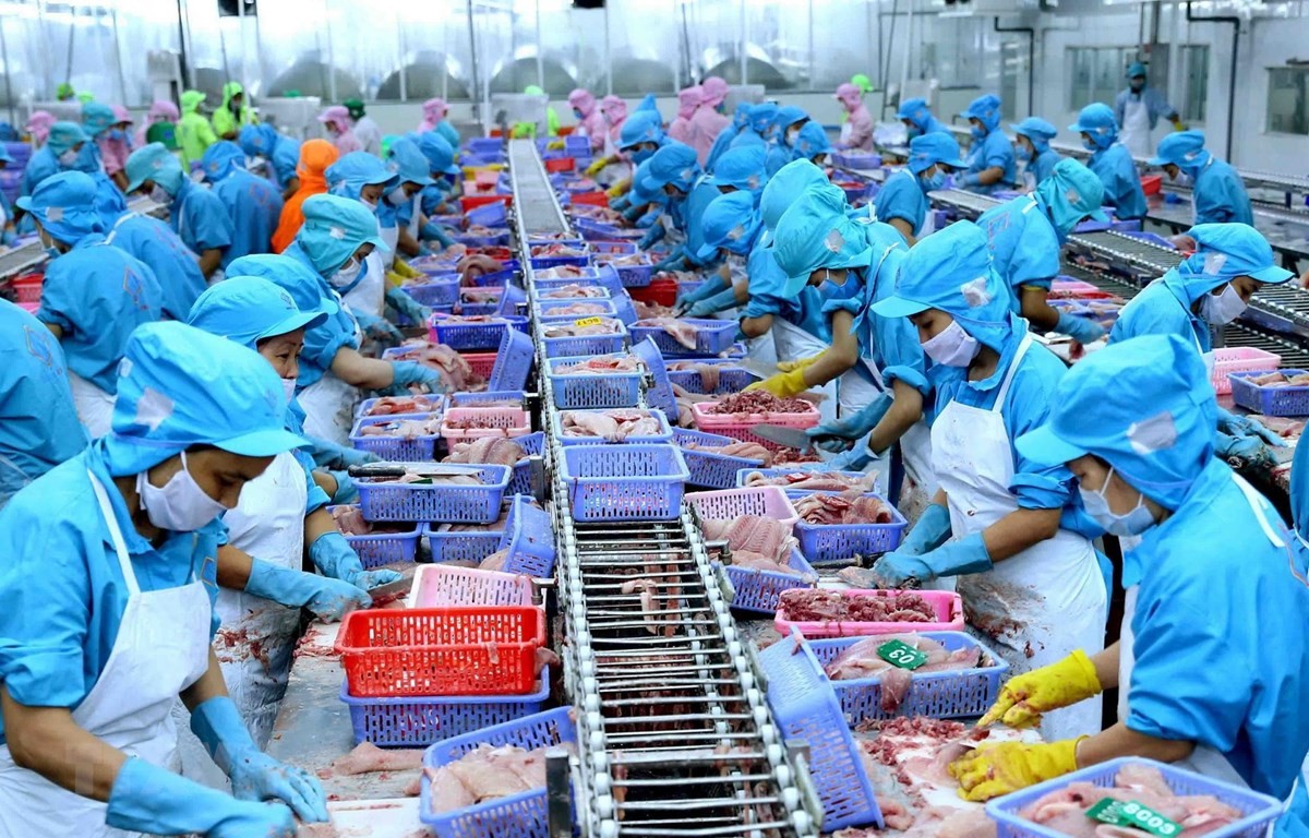 

Xuất khẩu cá ngừ tính đến hết tháng 10 cũng ước đạt mức 890 triệu USD
