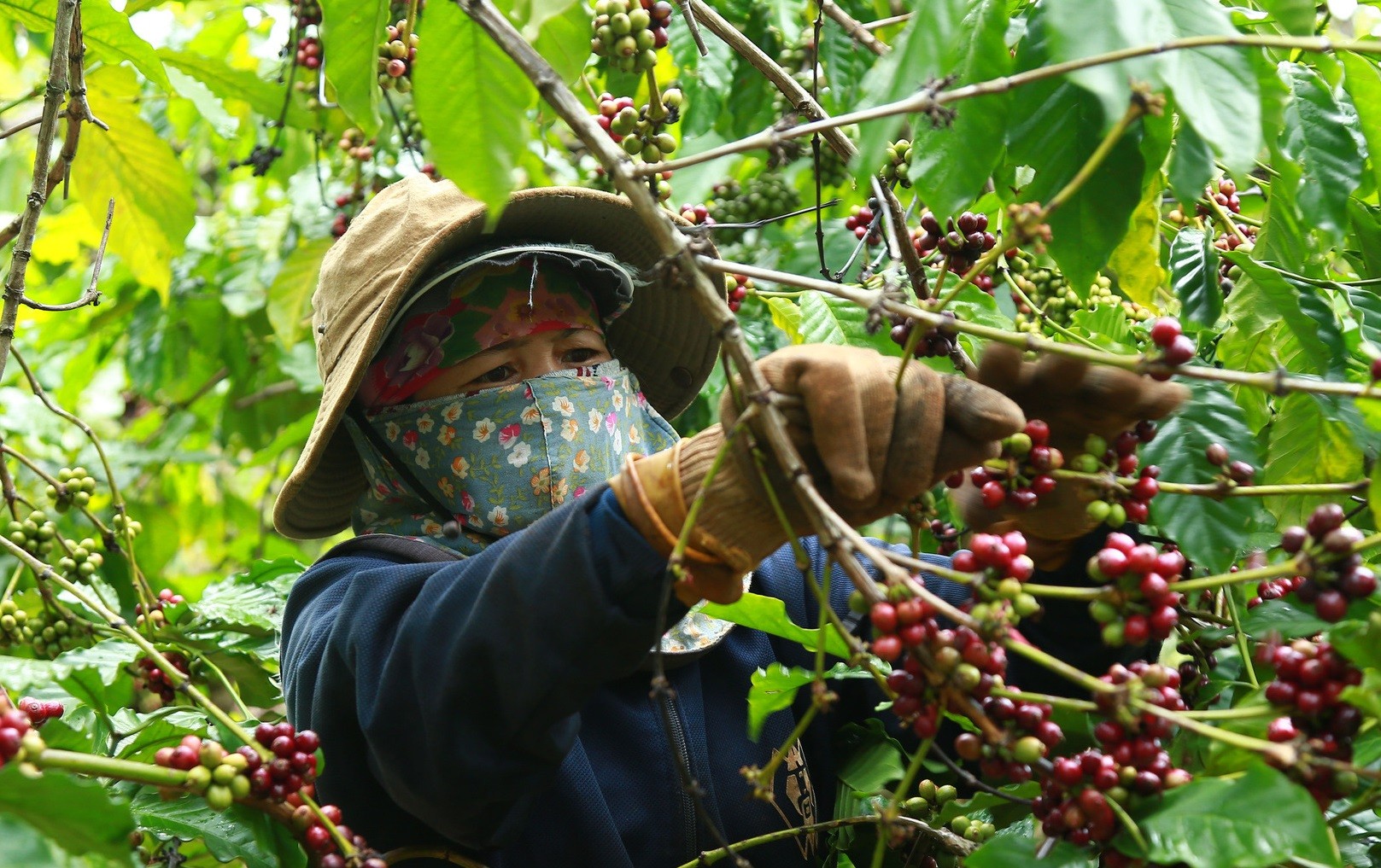 

Cũng trong niên vụ năm 2021 - 2022, doanh nghiệp FDI xuất khẩu cà phê nhân sống chiếm thị phần là 33,2% trong tổng khối lượng xuất khẩu cà phê nhân và chiếm 31,7% về tổng giá trị kim ngạch
