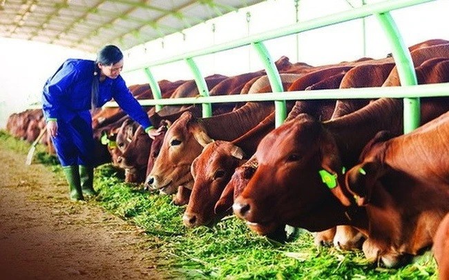 

Bapi HAGL đặt kế hoạch năm 2023 bán thêm 100.000 con bò Lào đặc sản
