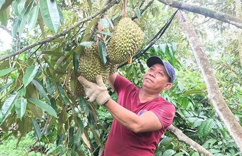 
Cùng với yếu tố hiệu quả về kinh tế thì việc phát triển nóng diện tích sầu riêng cũng đã tiềm ẩn nguy cơ gian lận thương mại, điều nếu như bị phát hiện thì chúng ta có thể đánh mất thị trường
