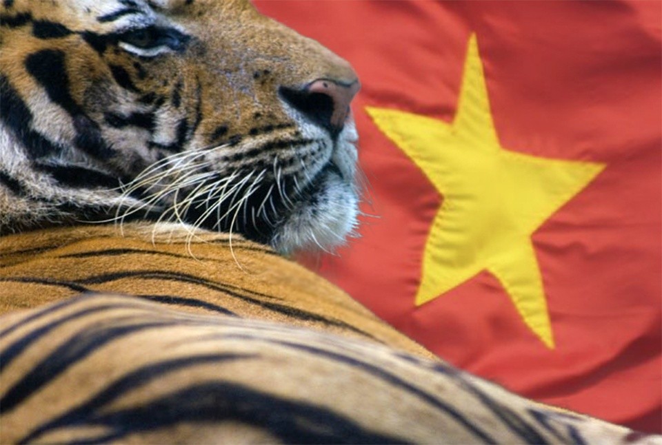 
Theo Business Times (Singapore), Việt Nam có thể trở thành con hổ mới của châu Á bởi nhiều nguyên nhân. Ảnh minh họa
