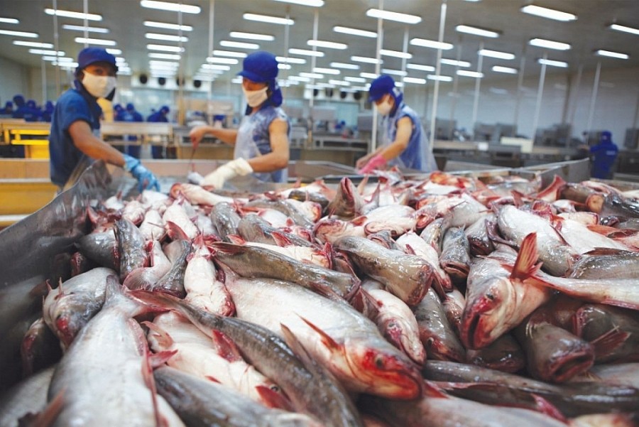 
Bất chấp áp lực lạm phát, nhiều doanh nghiệp xuất khẩu cá tra vẫn kỳ vọng nhu cầu của người tiêu dùng sẽ tiếp tục tăng nhanh trong tháng 9 năm nay, ngay trước kỳ nghỉ lễ từ tháng 11 cho đến tháng 12
