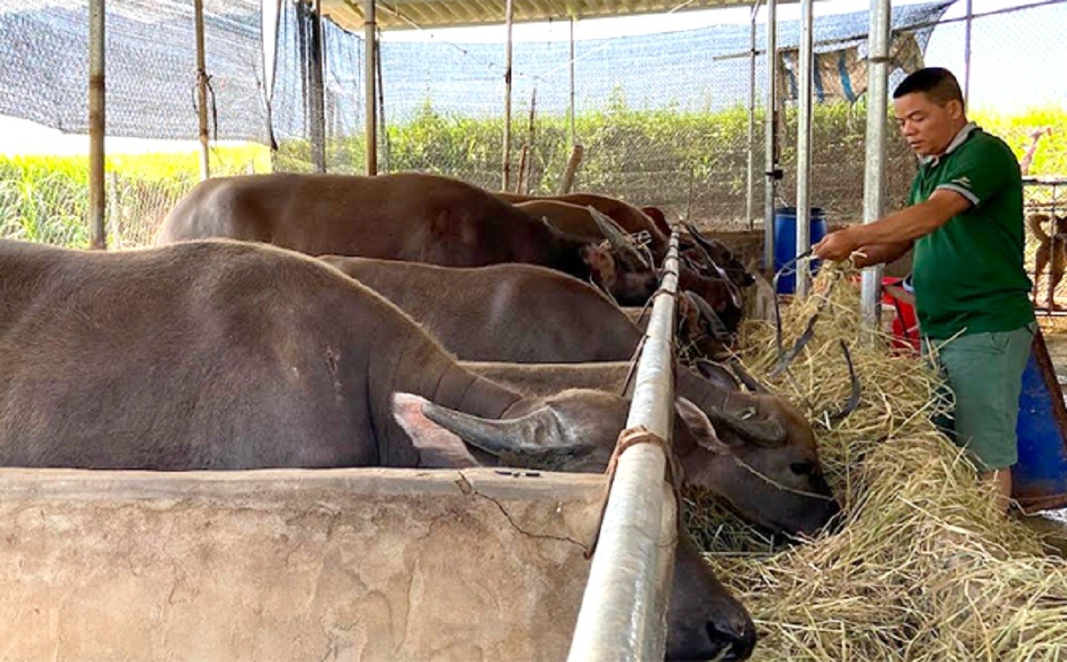 
Sau một thời gian chăm sóc tốt thì đàn trâu của anh Hoàng Văn Xuân (Hạnh Sơn, Nghĩa Lộ, Yên Bái) đã mua thêm bò về nuôi, đến nay, anh Xuân đã sở hữu trong tay 28 con trâu, 5 con bò trị giá gần 1 tỷ đồng
