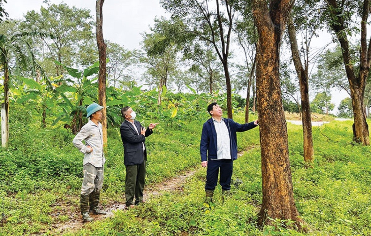 
Sau khi bước qua vườn cây ăn trái thì bắt gặp ngay một khu rừng nguyên sinh với đầy đủ các loại cây rừng quý hiếm như hương, trắc, gõ đỏ (cà te) và muồng đen,...
