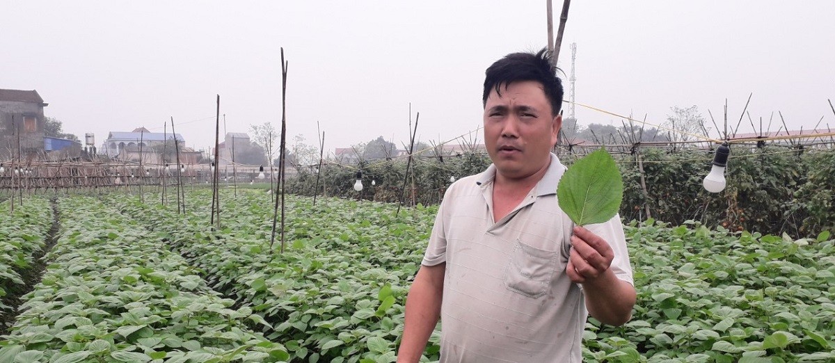 

Gia đình anh Lê Văn Phương là hộ gia đình duy nhất trồng tía tô xanh tại xã Đồng Cao, TX. Phổ Yên, tỉnh Thái Nguyên, chỉ sau hơn 2 tháng trồng, đến nay với diện tích hơn 360m2 trồng tía tô đã cho thu hoạch nhiều lứa
