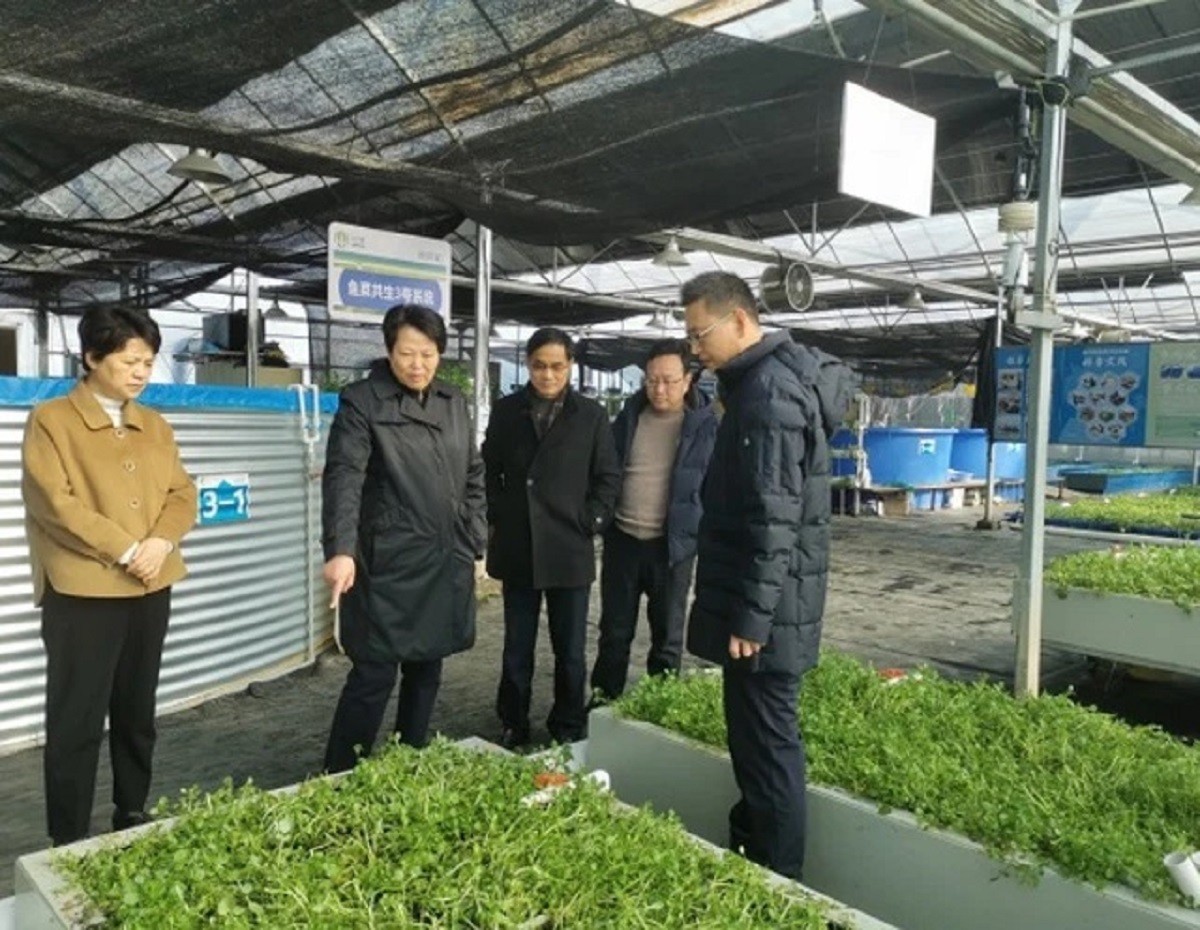 

Vào năm 2012, Lưu Vĩnh Quân đã tiến hành xây nhà kính và trồng rau tại mảnh đất 800m2 tại thị trấn Liantang, quận Qingpu, Thượng Hải
