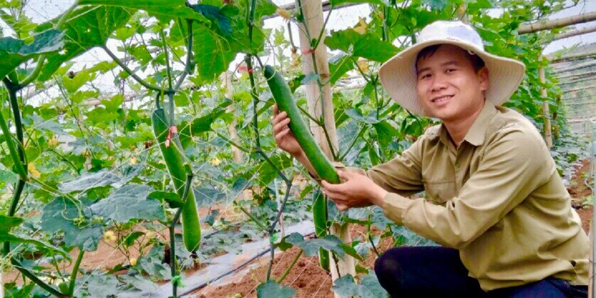 
Anh Điêu Chính Thật - sống tại bản Sơn Pha, xã Cò Nòi, huyện Mai Sơn, tỉnh Sơn La đã thành công với mô hình trồng bí xanh, mỗi năm cho thu nhập đến 200 triệu đồng

