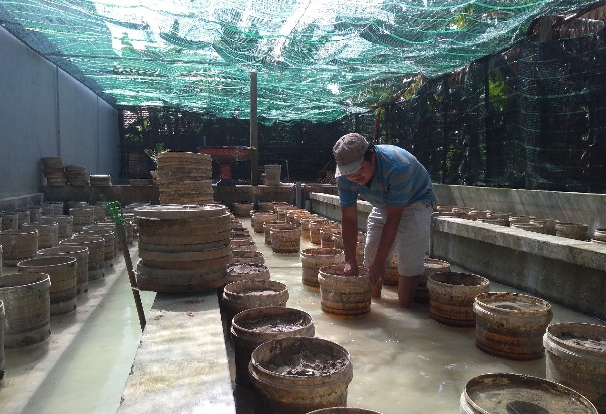 
Sau khi làm chủ được kỹ thuật nuôi lươn sinh sản, anh Tuyến lại tiếp tục đầu tư vốn để xây dựng thêm chuồng trại để sản xuất lươn giống, cung cấp ra thị trường
