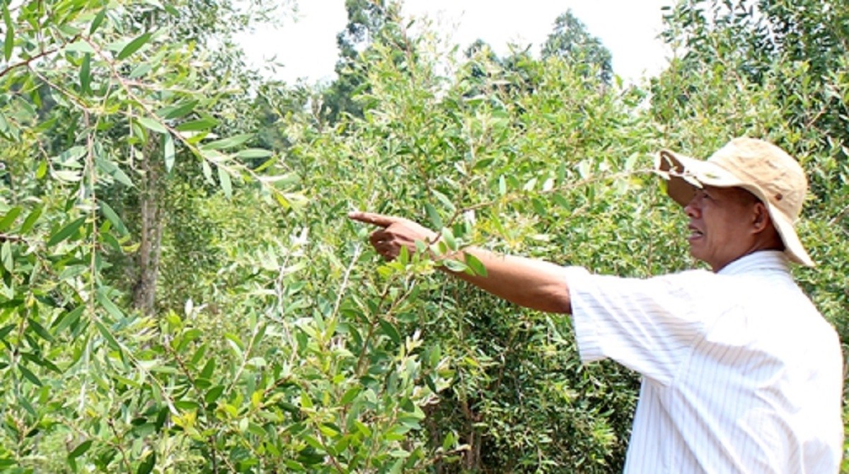 
Đến hiện tại, ông Trần Thanh Hạnh đã trồng được 5ha tràm Úc
